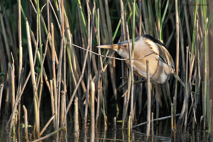 Tarabusino ambientato